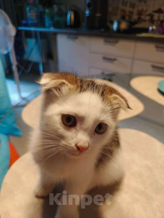 Кошки в Москве: Отдам в добрые руки Мальчик, Бесплатно - фото 7