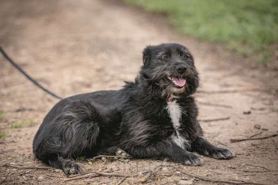 Собаки в Москве: Небольшой бородатик Тося в добрые руки Девочка, Бесплатно - фото 7