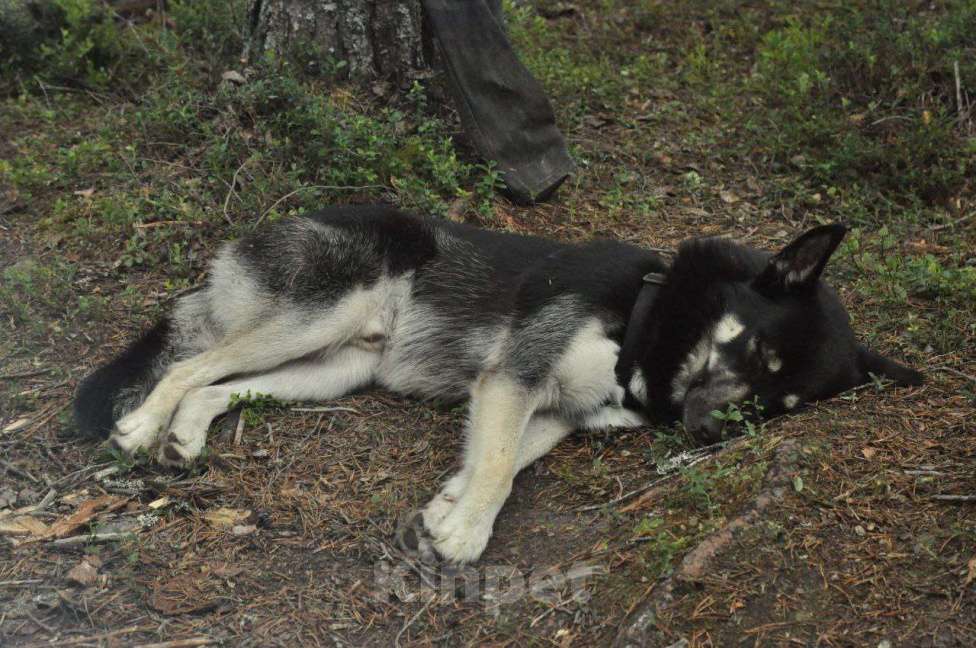 Собаки в Москве: Ищем новую семью для Балу! Мальчик, Бесплатно - фото 1
