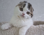 Кошки в Ярославле: Шотландский вислоухий короткошерстный малыш Мальчик, 35 000 руб. - фото 3