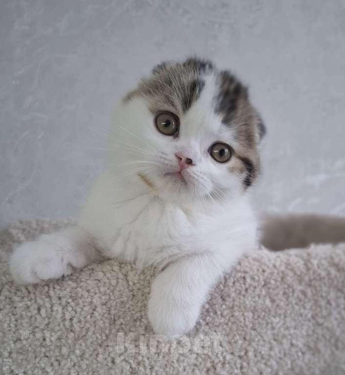 Кошки в Ярославле: Шотландский вислоухий короткошерстный малыш Мальчик, 35 000 руб. - фото 3