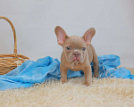 Собаки в Москве: щенки французского бульдога изабелла Мальчик, Бесплатно - фото 3