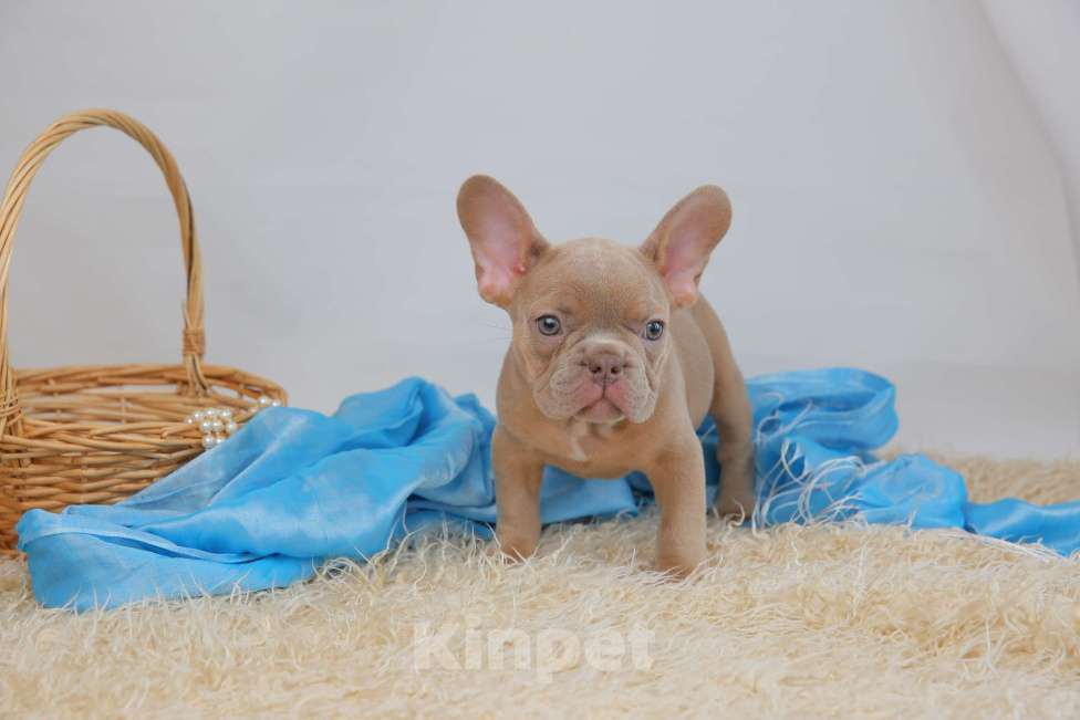 Собаки в Москве: щенки французского бульдога изабелла Мальчик, Бесплатно - фото 3