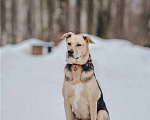 Собаки в Москве: Чудесный пёс Дэнвер в добрые руки. Мальчик, Бесплатно - фото 2