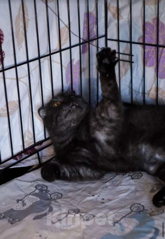 Кошки в Санкт-Петербурге: Лилу из приюта ищет дом Девочка, Бесплатно - фото 2