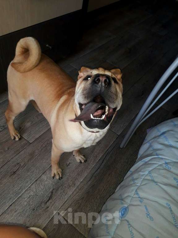 Собаки в Тольятти: Шарпей девочка Девочка, Бесплатно - фото 4