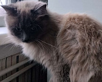 Кошки в Томске: Отдам кота в добрые и хорошие руки Мальчик, Бесплатно - фото 1