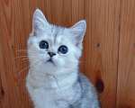 Кошки в Москве: Шотландский котик мраморного окраса Мальчик, 45 000 руб. - фото 3