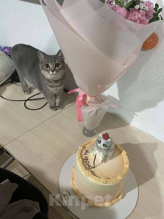 Кошки в Новокузнецке: Потерялась серая кошка Девочка, 5 000 руб. - фото 7