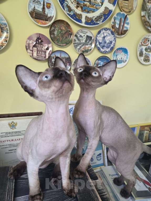 Кошки в Москве: голубоглазые котята девон-рекс Мальчик, 65 000 руб. - фото 6