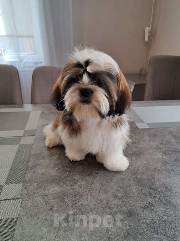 Собаки в других городах Тверской области: Мальчик Ши-тцу  Мальчик, Бесплатно - фото 8