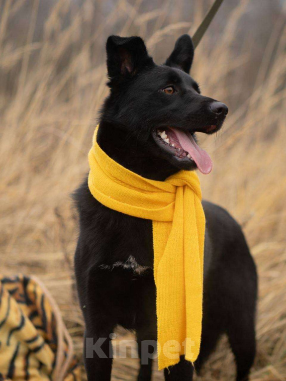 Собаки в Москве: Уголек очень хочет домой  Мальчик, Бесплатно - фото 8