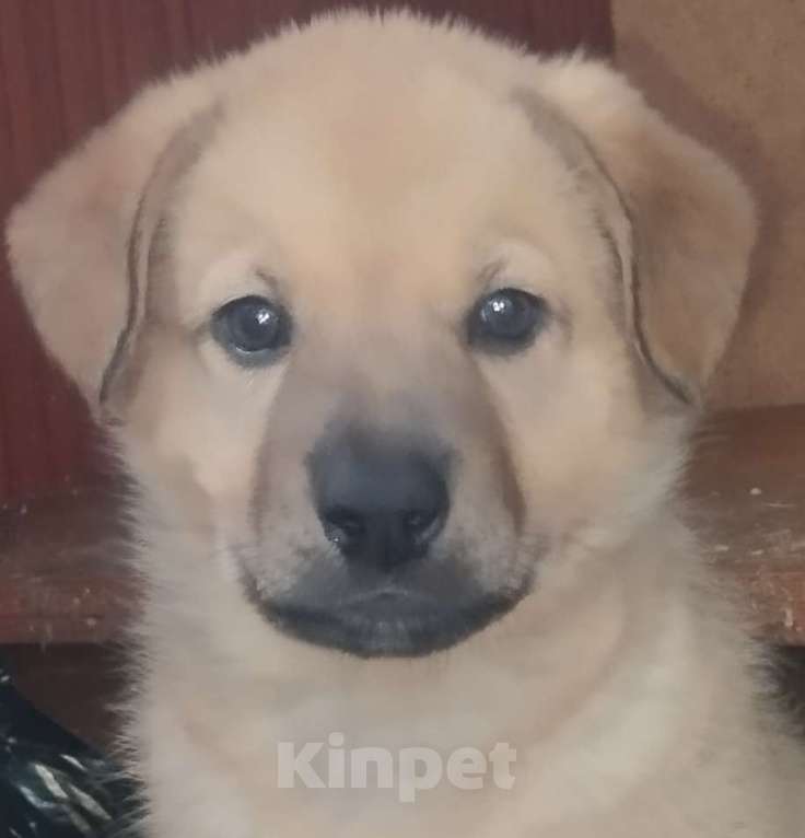 Собаки в Воронеже: Продам щенков , самым лучшим родителям! Мальчик, Бесплатно - фото 1