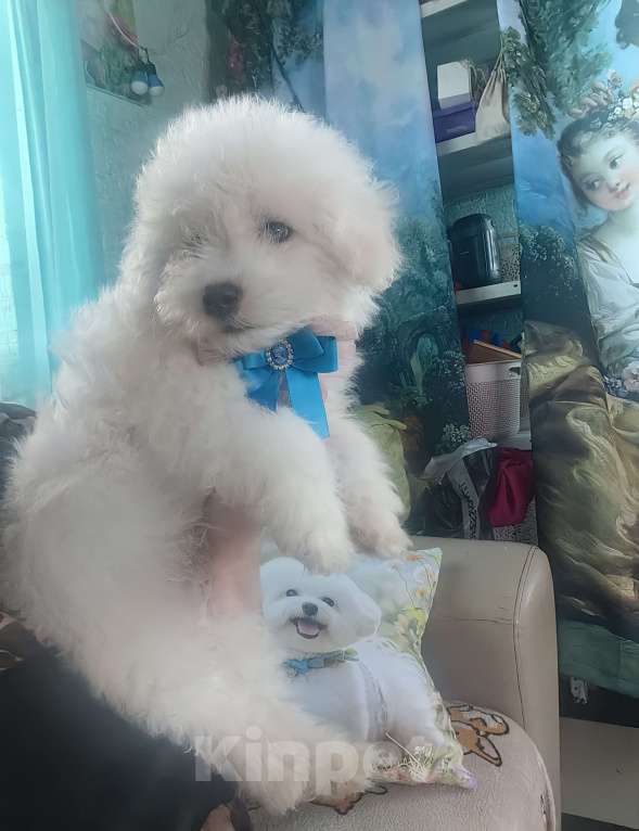 Собаки в Котельнике: Щенки Бишон фризе Мальчик, 40 000 руб. - фото 4