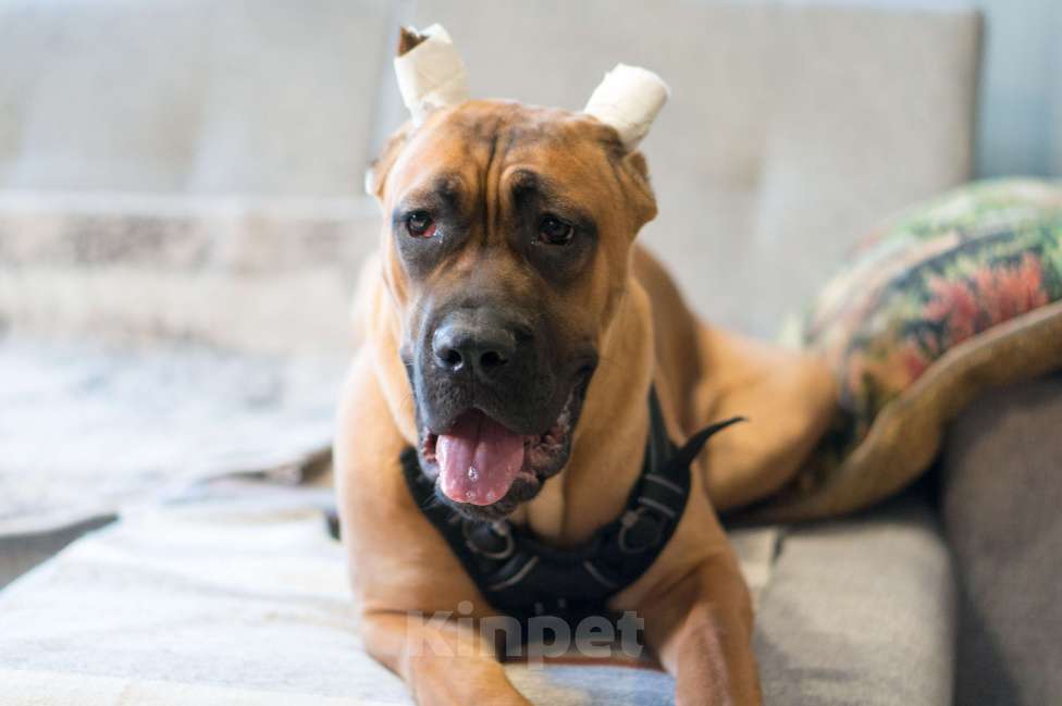 Собаки в Волоколамске: Щенок Кане-Корсо Девочка, 90 000 руб. - фото 1