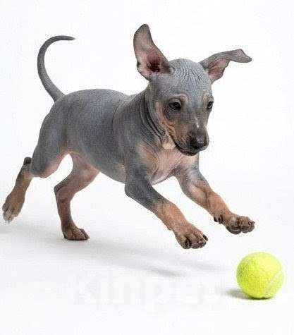 Собаки в Москве: Щенок американский голый терьер /АГТ Девочка, 50 000 руб. - фото 2