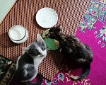 Кошки в других городах Марий Эл: Котята в добрые руки Девочка, Бесплатно - фото 3