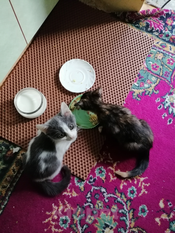 Кошки в других городах Марий Эл: Котята в добрые руки Девочка, Бесплатно - фото 3