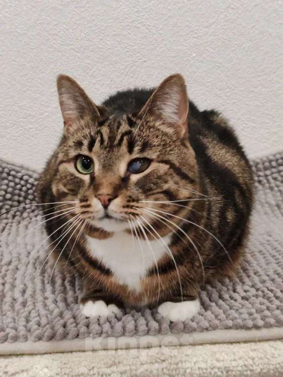 Кошки в Москве: Василиса: уютная булочка с мраморной шубкой ищет семью Девочка, Бесплатно - фото 1