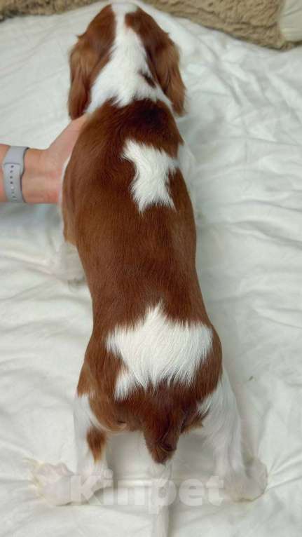 Собаки в Новороссийске: Кавалер Кинг Чарльз спаниель Мальчик, 100 000 руб. - фото 3