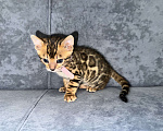 Кошки в Москве: Бенгальские котята Девочка, 25 000 руб. - фото 1