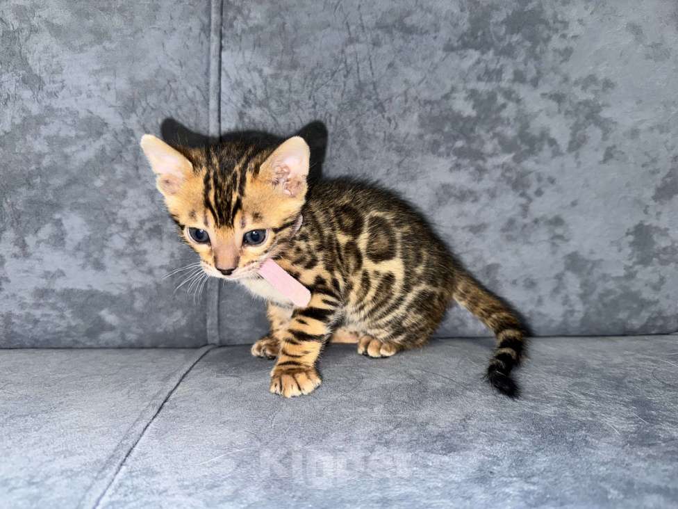 Кошки в Москве: Бенгальские котята Девочка, 25 000 руб. - фото 1