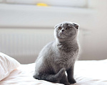 Кошки в Санкт-Петербурге: Шотландский котенок с документами Девочка, Бесплатно - фото 4