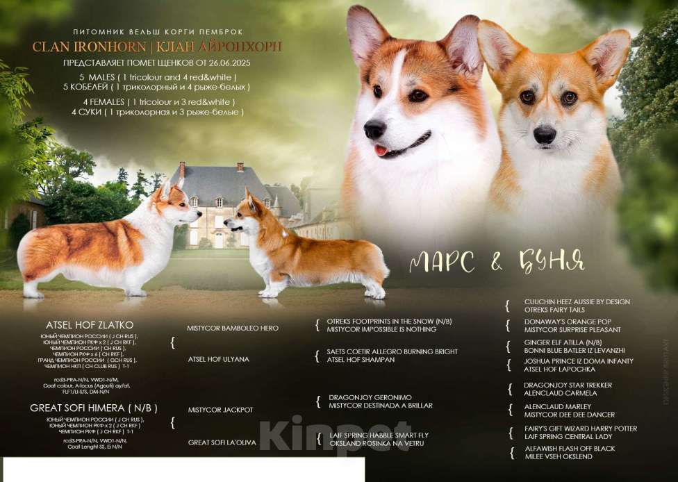 Собаки в Воронеже: Щенок вельш корги пемброк GABRIELLA DAISY Девочка, 50 000 руб. - фото 10