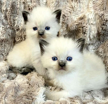 Малейшие девочки Рэгдолл 