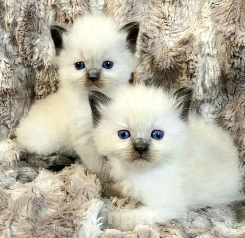 Кошки в Москве: Малейшие девочки Рэгдолл  Девочка, 60 000 руб. - фото 1