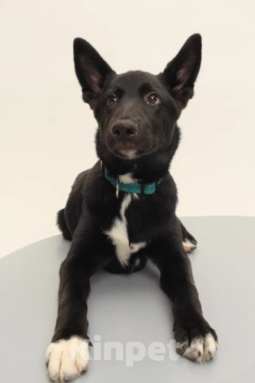 Собаки в Костроме: Грей в поиске дома  Мальчик, Бесплатно - фото 3