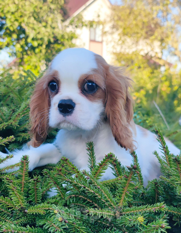 Собаки в Санкт-Петербурге: Девочка кавалер Кинг Чарльз спаниель  Девочка, 160 000 руб. - фото 4