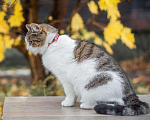 Кошки в Кувшиново: Чудесная Муся в заботливую семью, Бесплатно - фото 3
