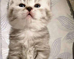 Кошки в Сарове: Котята шотландской породы, 4 000 руб. - фото 3