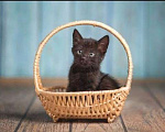 Кошки в Москве: Черный ласковый котенок Агат ищет дом Мальчик, Бесплатно - фото 4