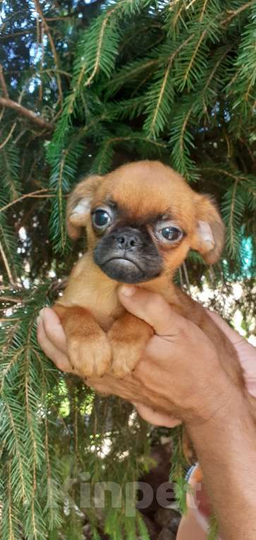 Собаки в Санкт-Петербурге: Милые щеночки Девочка, Бесплатно - фото 4