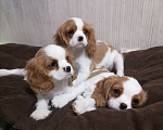 Собаки в Москве: Щенки Кавалер Кинг Чарльз спаниель Мальчик, 80 000 руб. - фото 3