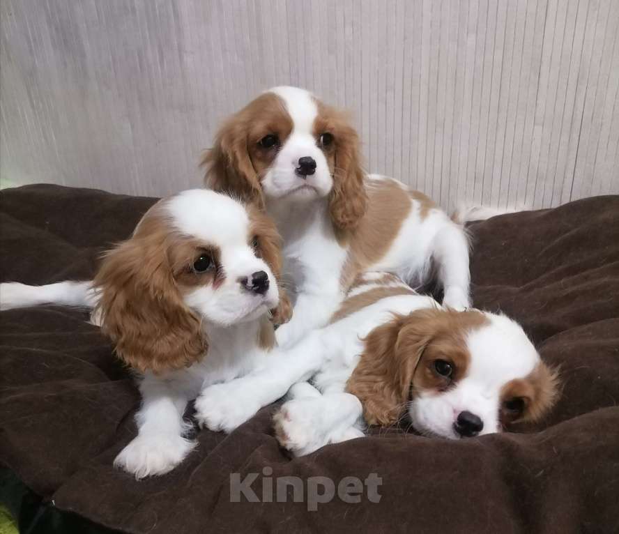 Собаки в Москве: Щенки Кавалер Кинг Чарльз спаниель Мальчик, 80 000 руб. - фото 3