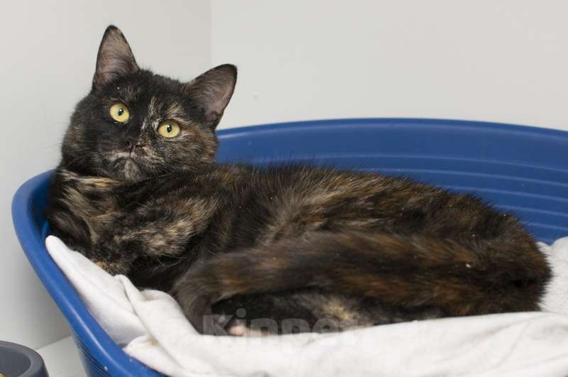 Кошки в Москве: Британские кошки химеры Тося и Тася в добрые руки Девочка, Бесплатно - фото 3