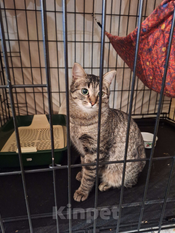 Собаки в Москве: Ласковая, игривая кошка Пикси ищет дом Девочка, Бесплатно - фото 3