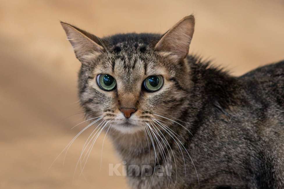 Кошки в Москве: кошка Тесса в добрые руки Девочка, Бесплатно - фото 9