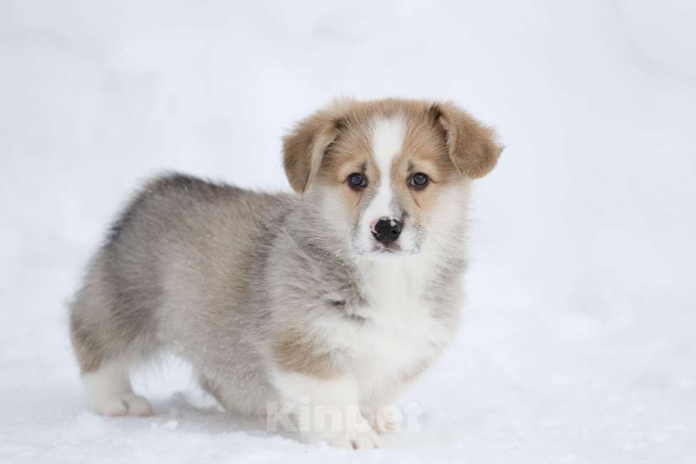 Собаки в Москве: Вельш корги пемброк Девочка, 50 000 руб. - фото 1