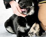 Собаки в Бронницах: Фунтик Мальчик, 1 руб. - фото 4