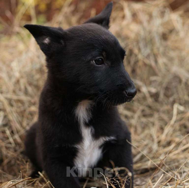 Собаки в Москве: Черный щенок мальчик срочно ищет дом! Мальчик, Бесплатно - фото 4