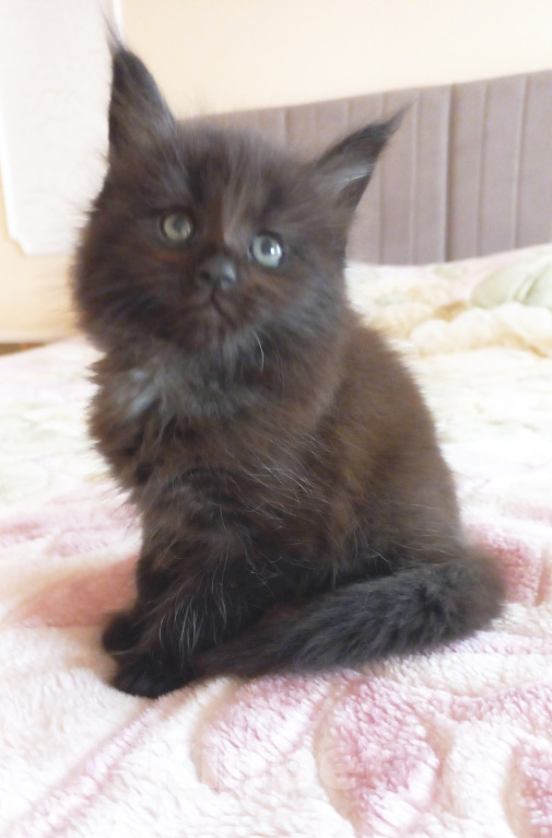 Кошки в Москве: Мейн-кун котик Мальчик, Бесплатно - фото 1
