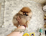 Собаки в Москве: Мальчик померанского шпица профессиональный питомник РКФ Мальчик, Бесплатно - фото 2
