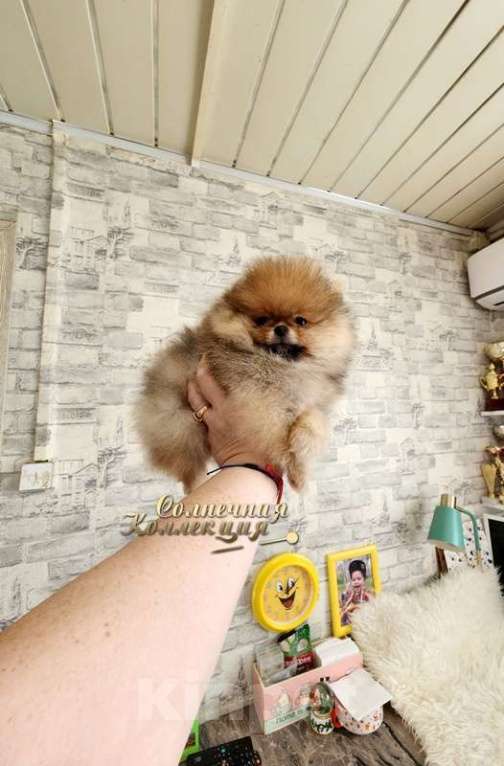 Собаки в Москве: Мальчик померанского шпица профессиональный питомник РКФ Мальчик, Бесплатно - фото 2