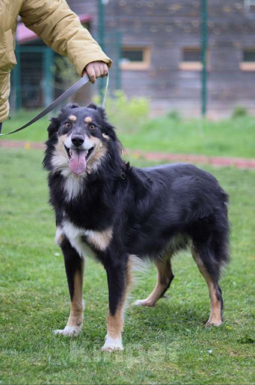 Собаки в Подольске: Сноу нужен дом  Мальчик, Бесплатно - фото 2