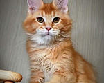 Кошки в Перми: Котята мейн-кун Мальчик, 25 000 руб. - фото 1