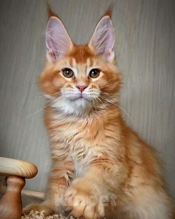 Кошки в Перми: Котята мейн-кун Мальчик, 25 000 руб. - фото 1